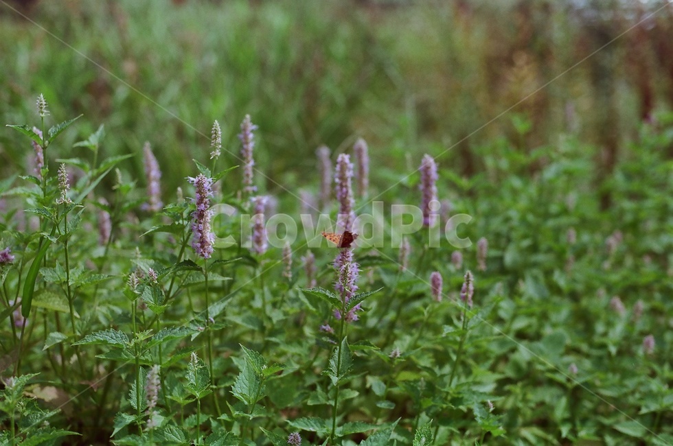 나비,들꽃,감성사진,필름카메라,공원,초록잎,식물,자연,plants,nature,꽃,flower