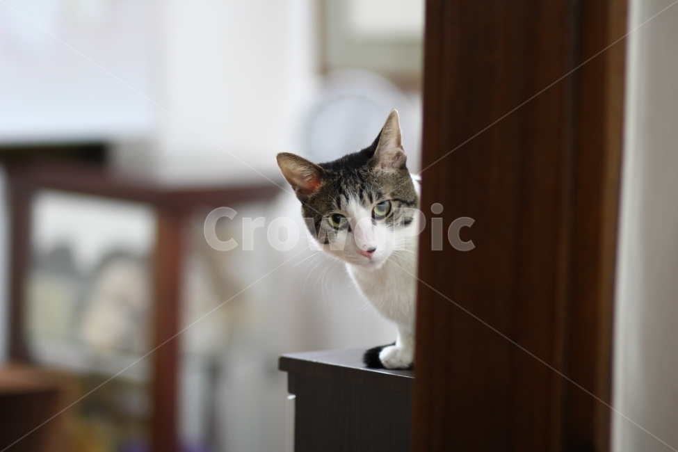 고양이,cat,animal,동물,반려묘,애완동물,포유류,pet,야옹이,냐옹이,반려동물,유기묘,길냥이,kitten,아기고양이,코숏,코리안숏헤어,캣대디,캣맘,햇살,아침,morning,sunshine,휴식,힐링,res,trelaxation,healing,mammal,kitty