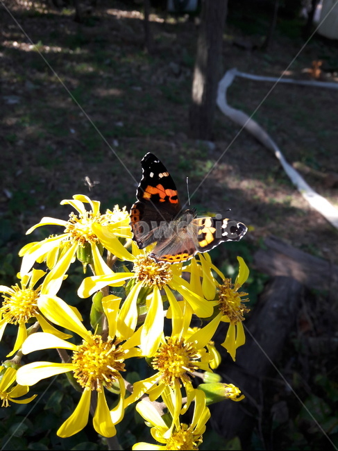 나비,butterfly,insect,곤충,날개,fly,wing,bug,꽃,flower,식물,자연,plants,nature,꽃,flower,곤충,벌레,insect,bug