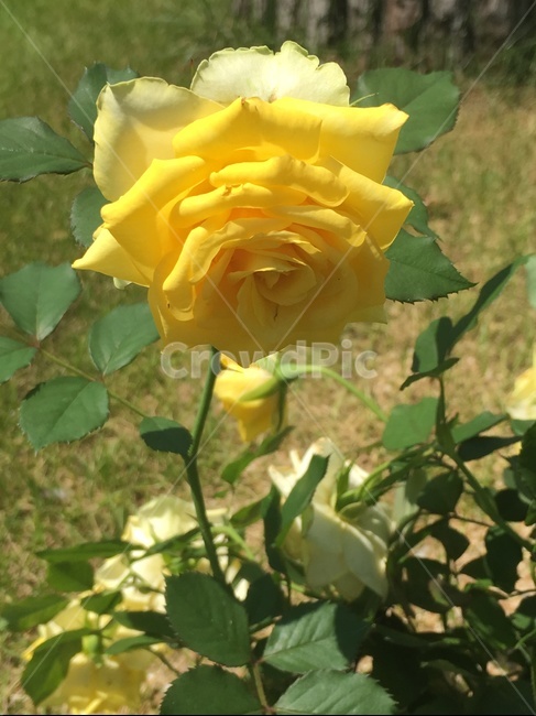 장미,flower,꽃,식물,plant,식물,자연,plants,nature,꽃,flower