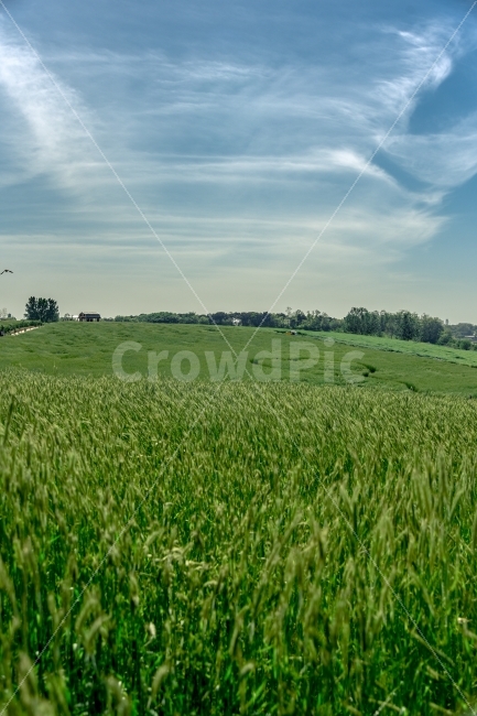 풍경,하늘,구름,자연,안성,호밀밭,자연,풍경,nature,landscape,field,들,outdoors,옥외,grassland,목초지,grass,잔디,plant,식물