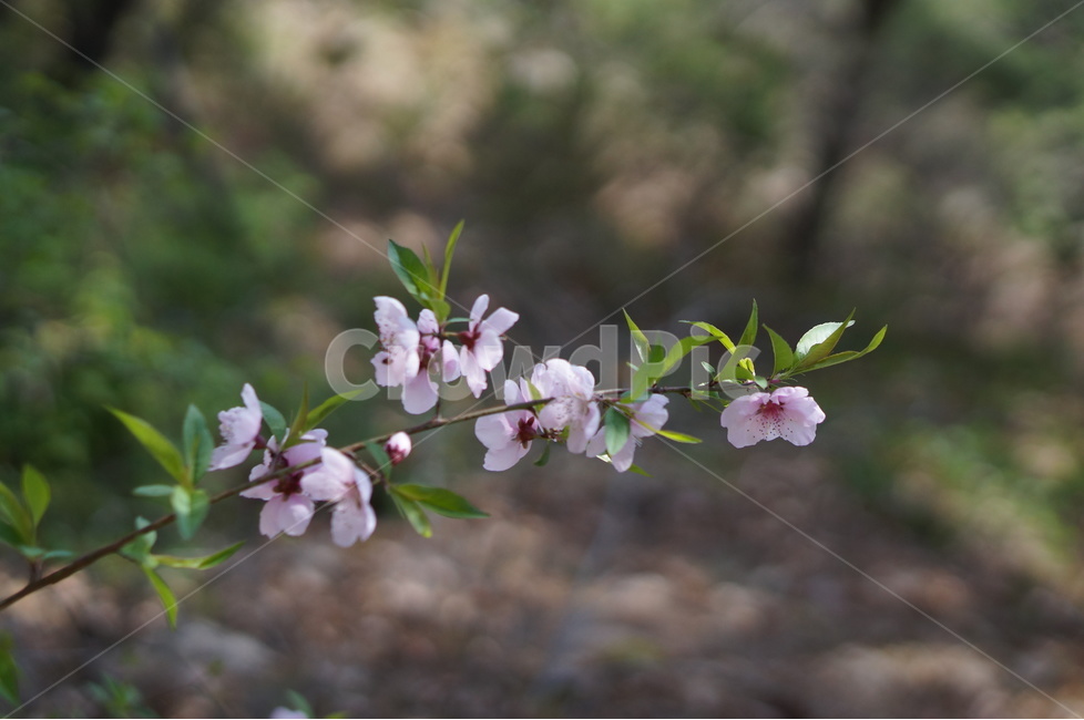 복사꽃,핑크,봄,산,낮,빛,봄,계절,spring,season,식물,자연,plants,nature,꽃,flower,plant,blossom
