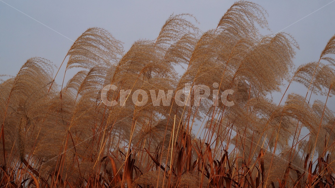 가을,가을풍경,하늘공원,억세풀,갈대,가을,계절,fall,autumn,season,식물,자연,plants,nature,grass,잔디,plant,lawn,reed