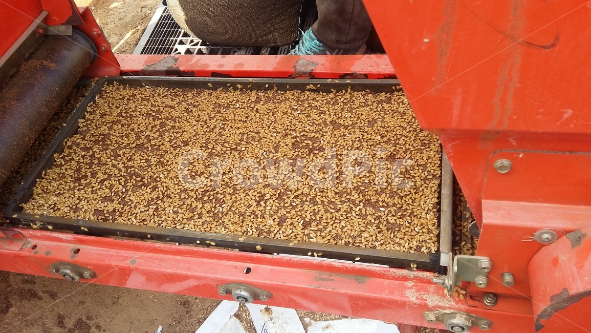 모판,볍씨,벼농사,모판만들기,벼,산업,industry,industrial,농업,농사,agriculture,farming,farming industry,사물,물건,오브젝트,thing,object,matter