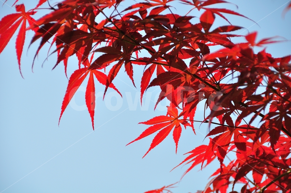 단풍,자연,나무,풍경,식물,maple,nature,plants,가을,계절,fall,autumn,season,식물,자연,plants,nature,plant,leaf,잎,tree