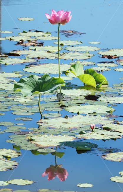 연꽃,물,반영,빛,여름,식물,자연,plants,nature,꽃,flower