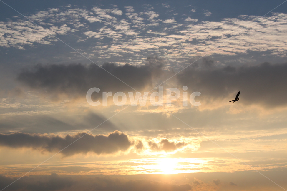 bird,새,animal,동물,light,빛,flare,플레어,동물,animal,조류,새,birds