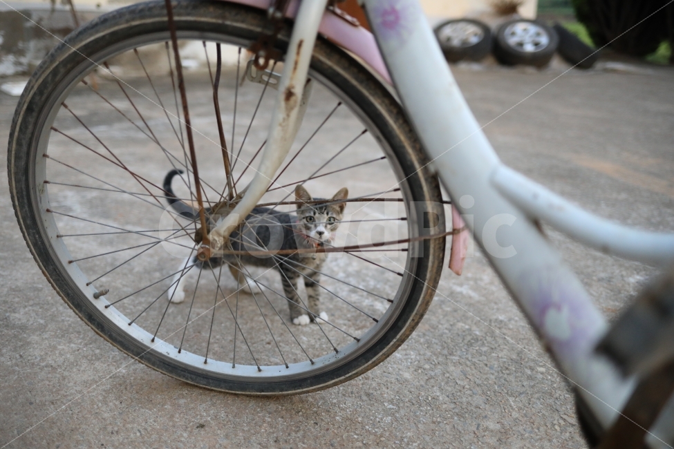 고양이,야옹이,동물,빛모아농원,자전거,애완동물,cat,궁댕이아기,까망이,동물,animal,포유류,mammal,고양이,cat,kitten,kitty