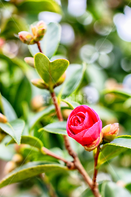 plant,동백,동백꽃,식물,flower,꽃,식물,자연,plants,nature,꽃,flower