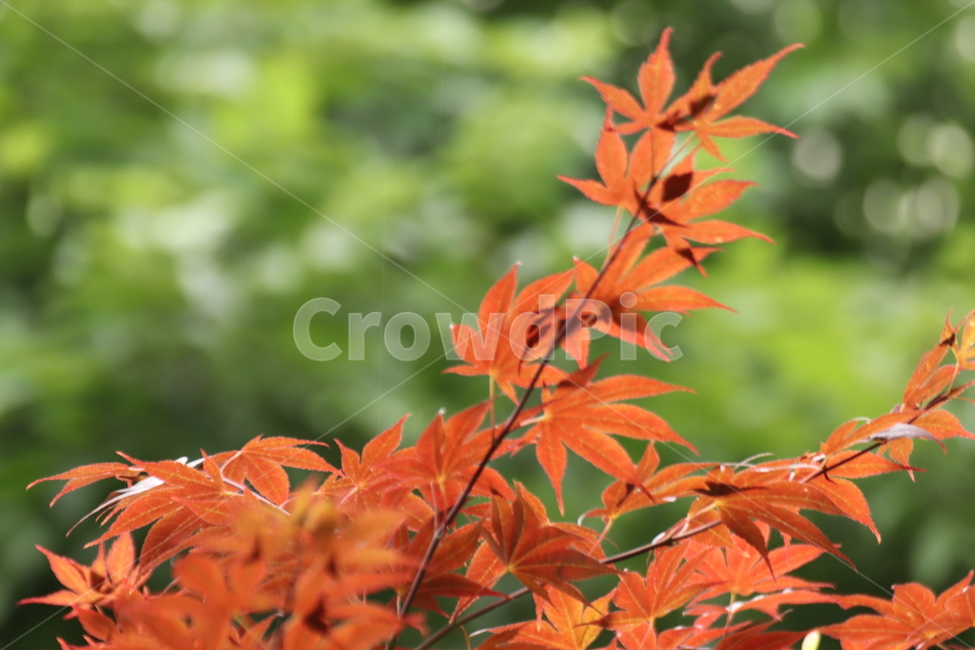 maple,단풍,단풍잎,식물,나무,가을,fall,tree