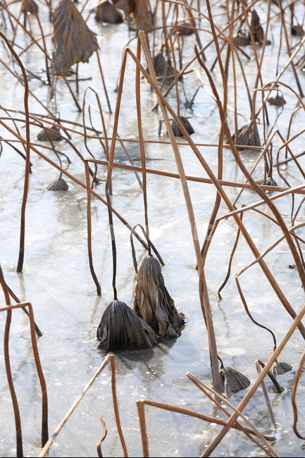 연잎,겨울연잎,얼음,겨울,죽음,겨울,계절,winter,season,식물,자연,plants,nature