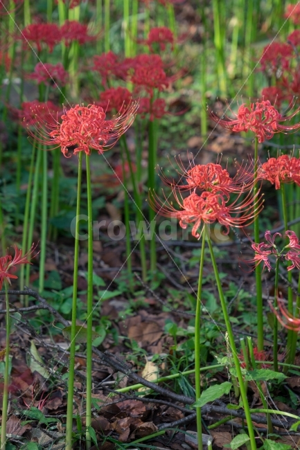 	꽃,꽃무릇,상사화,자연,식물,가을,식물,자연,plants,nature,꽃,flower