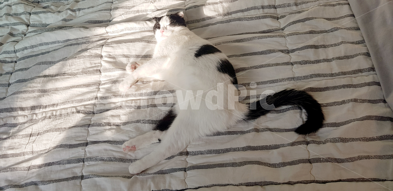 고양이,젖소고양이,cat,낮잠,침대
