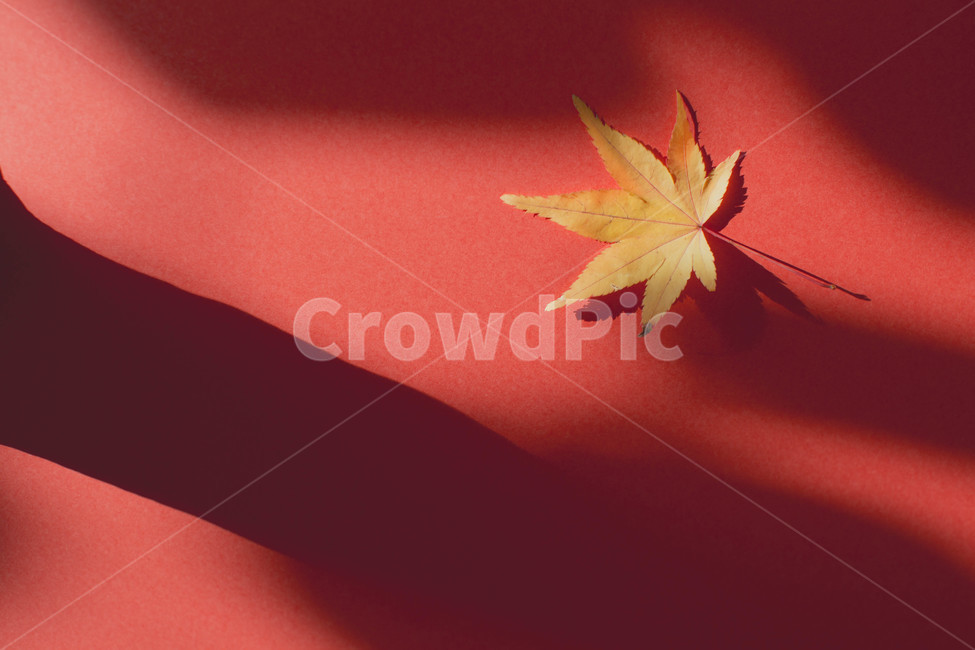 가을,낙엽,단풍잎,풍경,자연,가을,계절,fall,autumn,season,leaf,잎,plant,식물,tree,나무