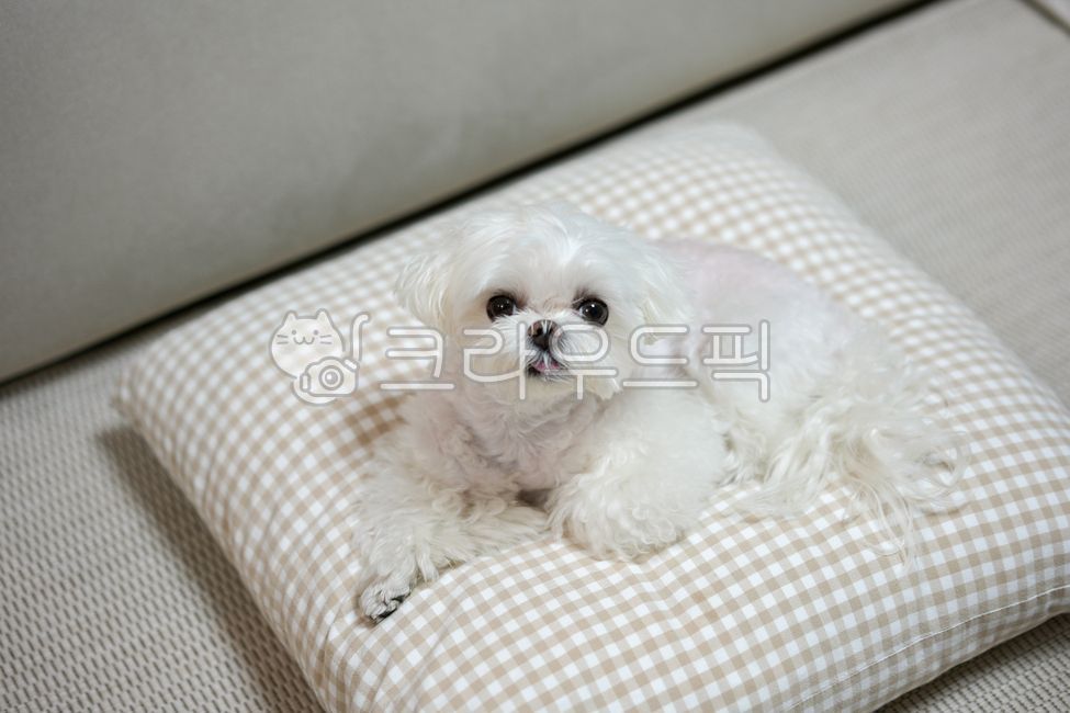 강아지,말티즈,몰티즈,반려동물,애완동물,개,animal,dog