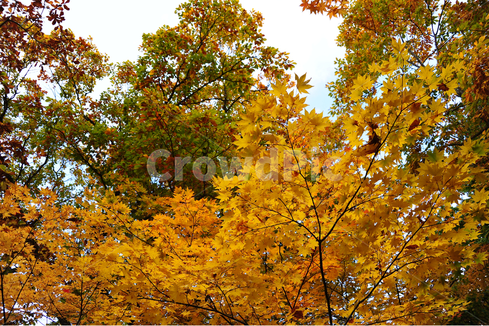 일본,홋카이도,오누마공원,단풍,가을,노랑,공원,가을,계절,fall,autumn,season,자연,풍경,nature,landscape,tree,나무,plant,식물,maple,leaf,잎