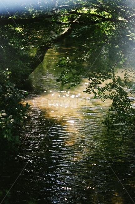 outdoors,옥외,water,물,풀,자연,풍경,nature,landscape