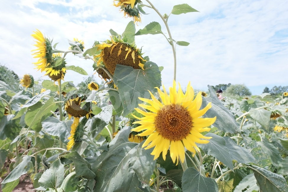 해바라기,꽃,여름,노란색,플라워,더위,봄,계절,spring,season,여름,summer,식물,자연,plants,nature,꽃,flower,plant,blossom,sunflower