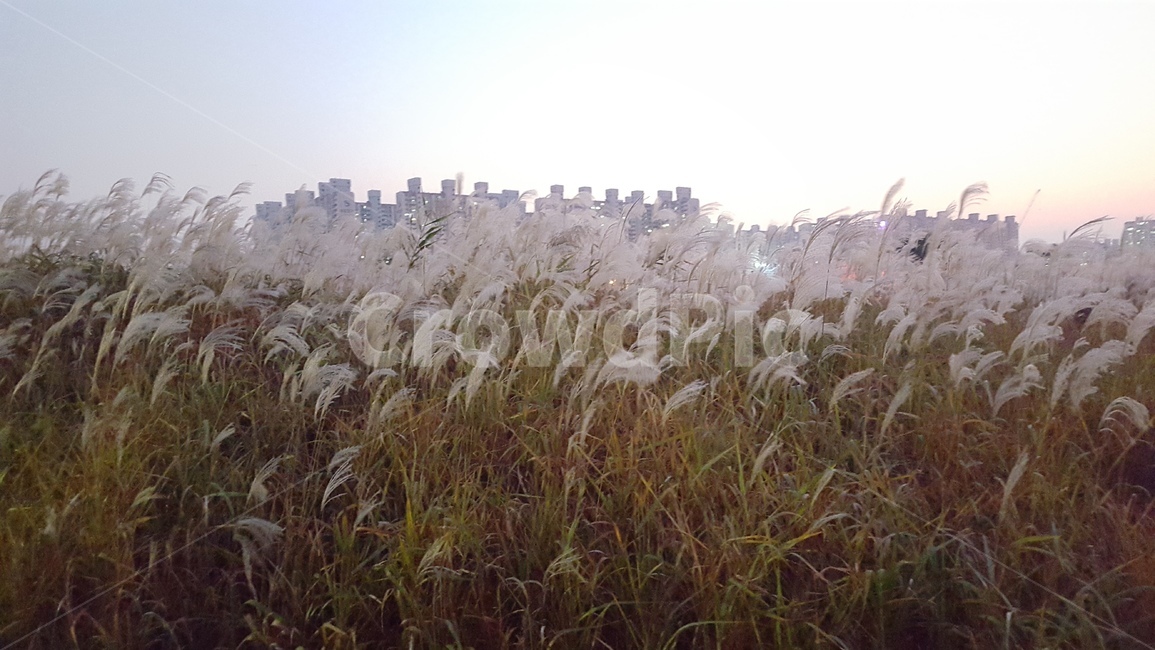갈대,하늘,가을,황혼,노을,땅거미,해질녘,갈대밭,감성,landscape,sky,twilight,reed,mood,sensible,feeling,nature,autumn,fall