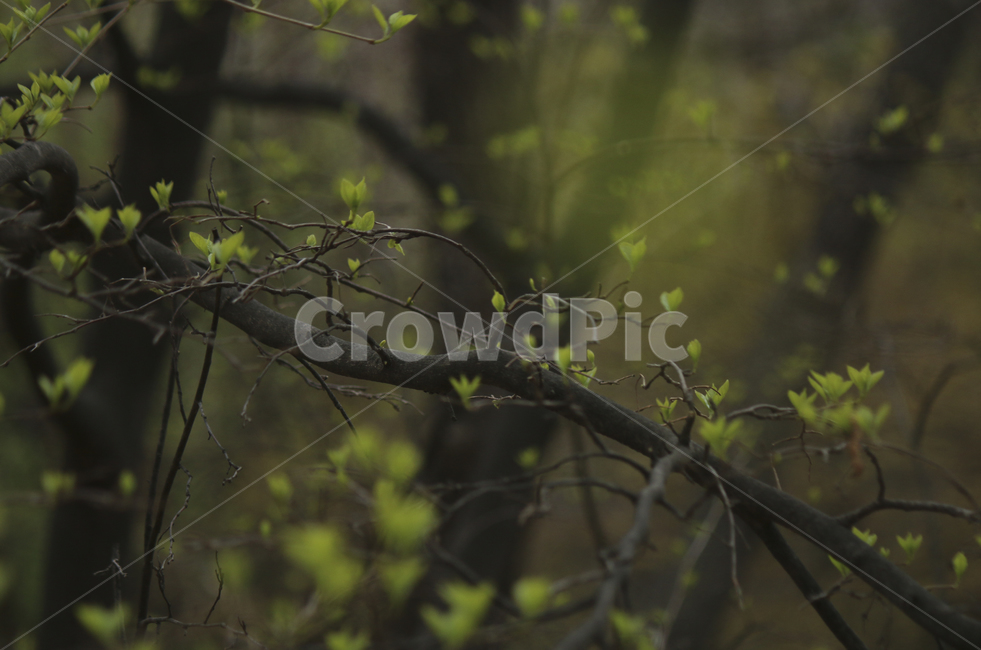 plant,식물,leaf,잎,bud,싹,새싹,green,초록,푸른,봄,spring,tree,나무,sprout