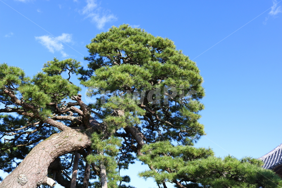 소나무,나무,식물,자연,침엽수,사계절나무,하늘,맑은하늘,흰구름,나무,trees,wood