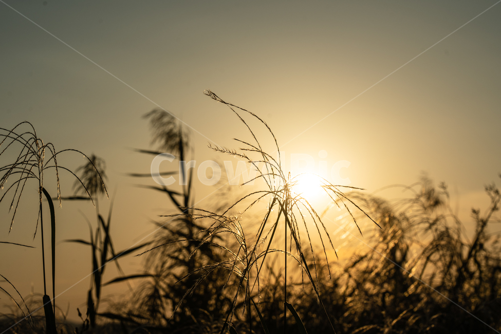 하늘,빛,석양,일몰,sunset,자연,풍경,nature,landscape,식물,plants,grass,잔디,plant,light,flare,플레어,sunlight,햇빛