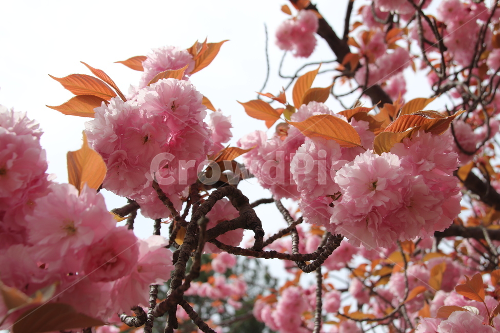 왕벚꽃,겹벚꽃,벚꽃,꽃,자연,봄,계절,spring,season,식물,자연,plants,nature,꽃,flower,plant,blossom