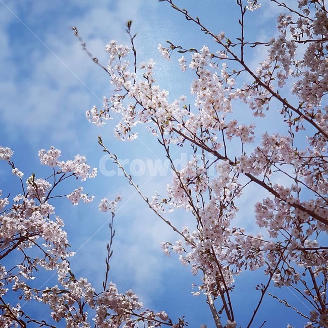 벛꽃,하늘,븀,꽃나무,사쿠라,식물,자연,plants,nature,꽃,flower