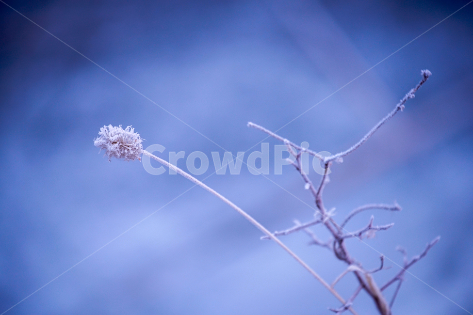 서리,서릿꽃,감성,식물,겨울,계절,접사,클로즈업,겨울,계절,winter,season,식물,자연,plants,nature