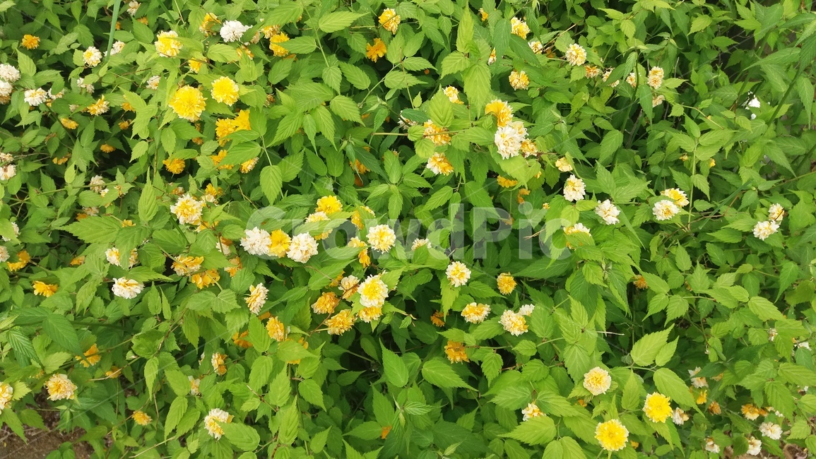 봄,꽃,노란꽃,풀,초록,green,yellow,flower
