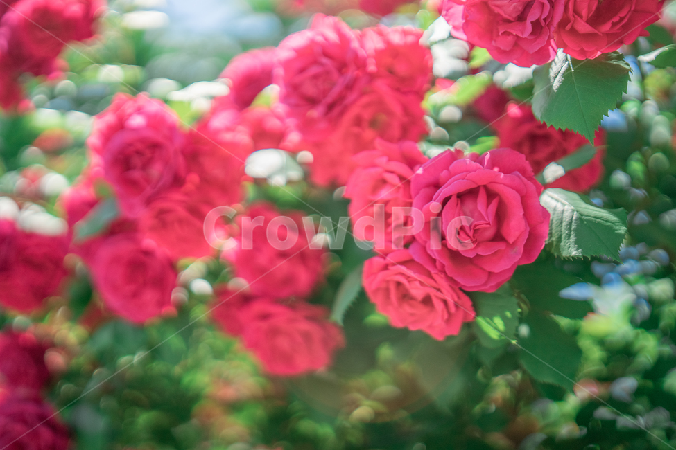 장미,하늘,분홍색,꽃잎,rose,식물,자연,plants,nature,꽃,flower