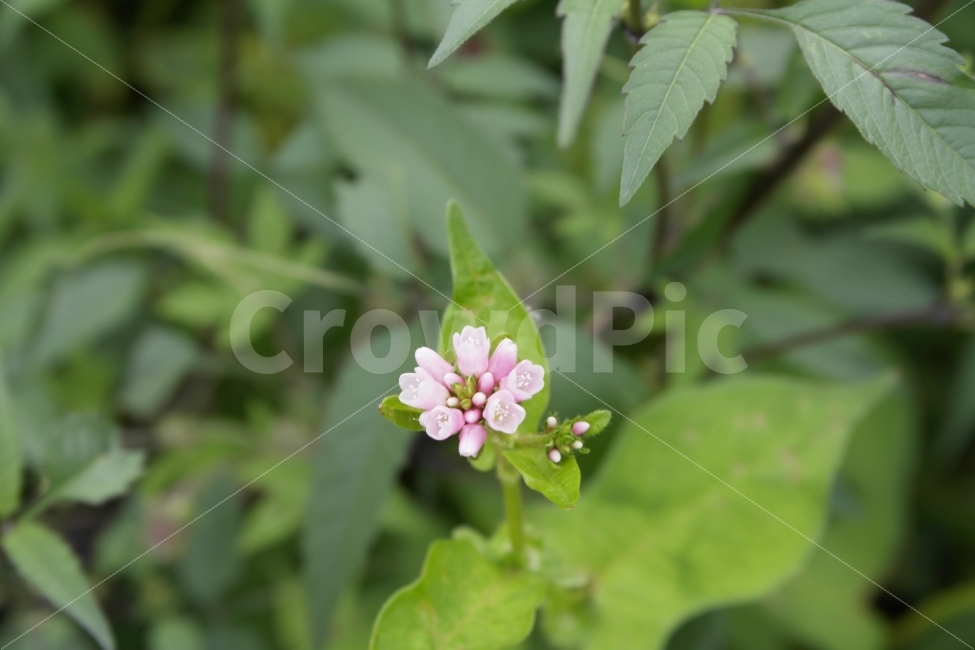 앙증맞은꽃,꽃,식물,Flower,Plants,Beautifulflower,Prettyflower,Cute,adorable,Nature,자연,귀여운,예쁜꽃,아름다운꽃,플라워,순수,Pure,아름다운,접사자연,nature,그래픽,웹디자인,sensible,flower,식물도감,야생화,들꽃,배경,느낌,감성,인쇄,디자인,전단,잡지,식물,자연,plants,nature,꽃,flower