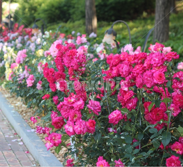 장미축제,장미꽃,분홍장미,진분홍장미,장미,rose,식물,자연,plants,nature,꽃,flower