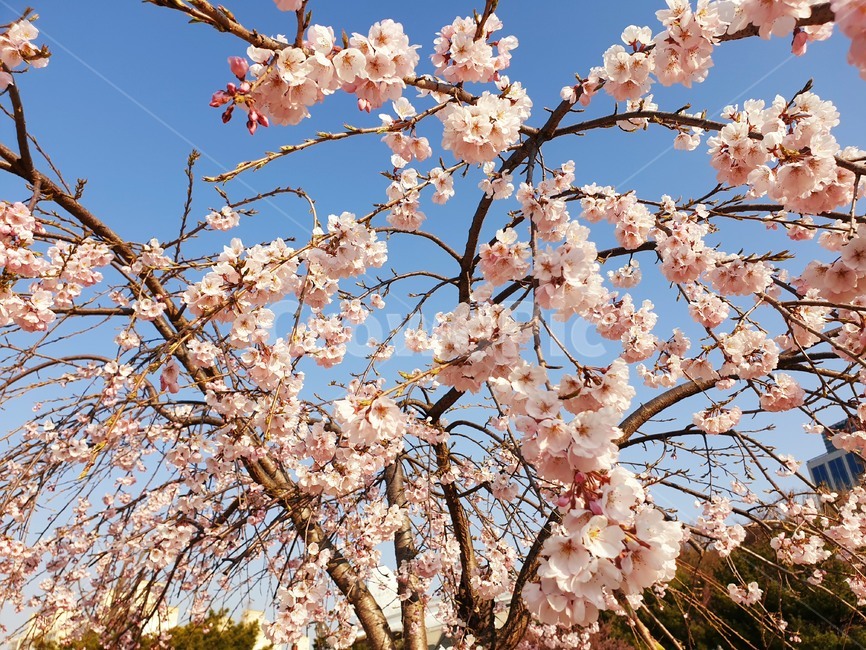 벚꽃,수양벚꽃,보라매공원,꽃구경,맑은날씨,봄,계절,spring,season,식물,자연,plants,nature,꽃,flower,plant,blossom