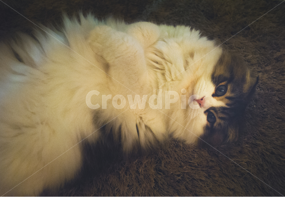 Scottish Fold,brown,cute,kitty,attractiveness,Pets,kitten,White,mammal,Beloved,cat,carpet,cuteness,animal,mammalia,pet