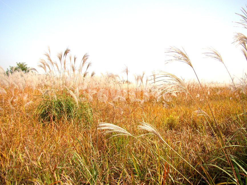 갈대,가을,억새풀,억새,갈대밭,식물,자연,plants,nature