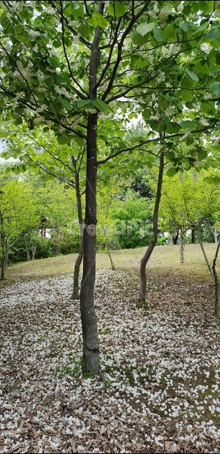 식물,나무,화목원,저원,꽃,식물,자연,plants,nature,나무,trees,wood