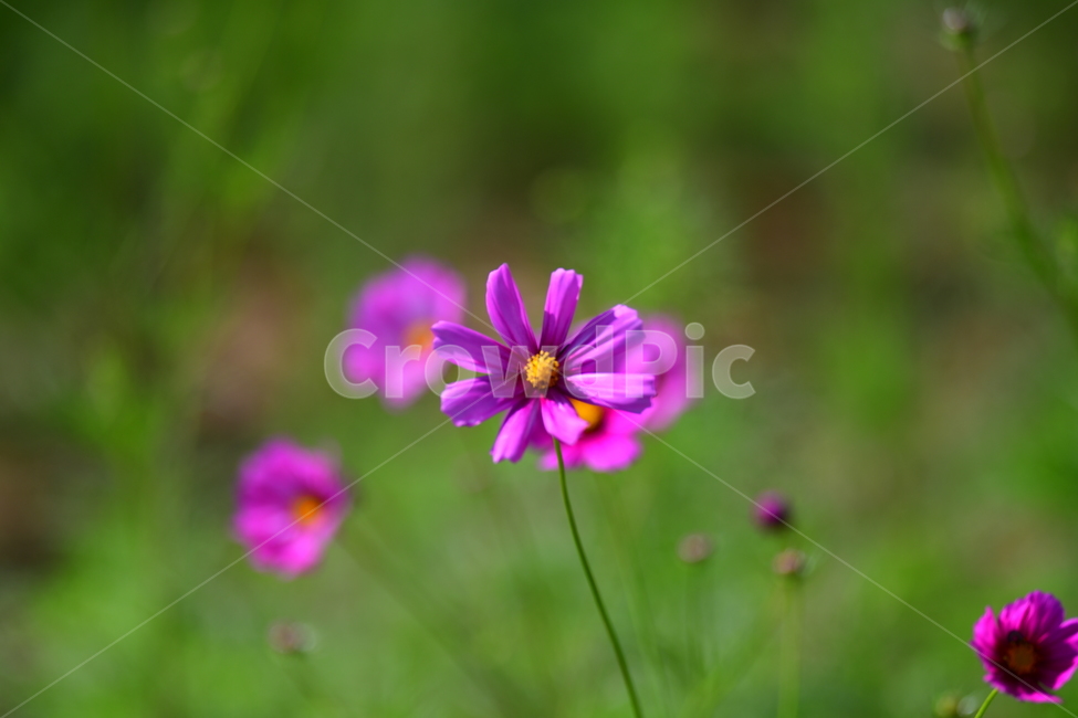 가을,코스모스,꽃,야생화,자연,공원,가을,계절,fall,autumn,season,식물,자연,plants,nature,꽃,flower,plant,petal,꽃잎,blossom