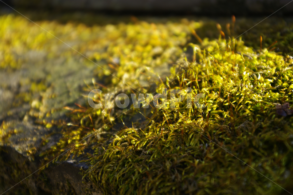 기와,이끼,빛,식물,plant,식물,자연,plants,nature