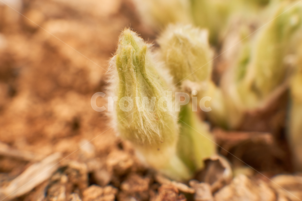 할미꽃,식물,flant,생화,조화,nature,자연,화분,꽃몽오리,꽃,꽃잎,접사
