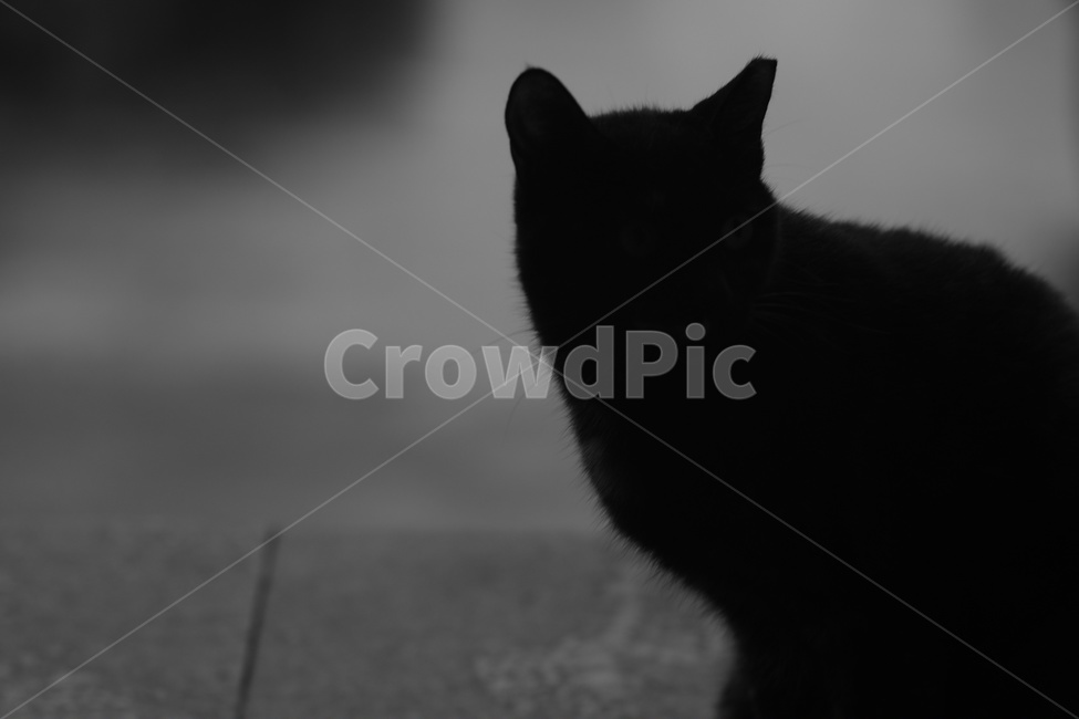 고양이,검은고양이,네로,야옹이,냥이,메모리,시선,스냅,동물,반려묘,길냥이,흑백,동물,animal,포유류,mammal,고양이,cat,kitten,kitty,흑백,모노톤,monochrome,black and white