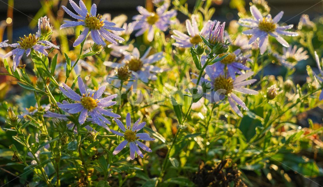 꽃,들꽃,야생화,이슬,아침,식물,식물,자연,plants,nature,꽃,flower