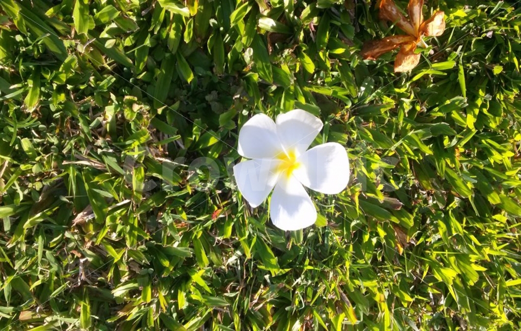 flower,green,white,natural,sunlight,꽃,자연,녹색,햇빛,햇살,식물,식물,자연,plants,nature,꽃,flower