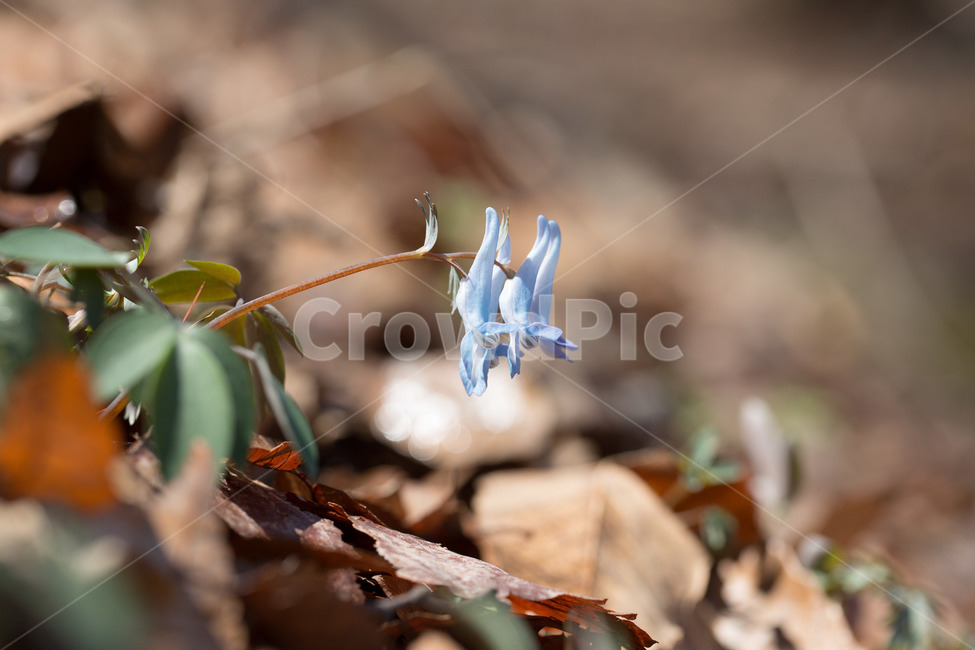 현호색,들꽃,야생화,봄꽃,자연,식물,자연,plants,nature,꽃,flower