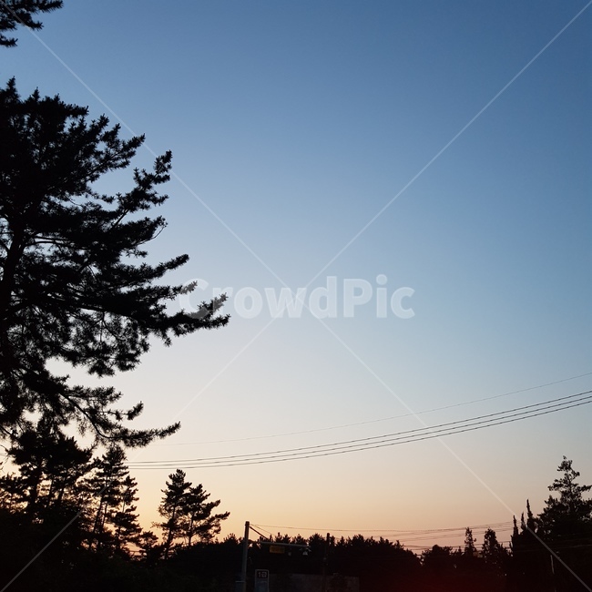 노을,하늘,나무,그라데이션,자연,자연,풍경,nature,landscape,tree,plant,식물,fir,전나무