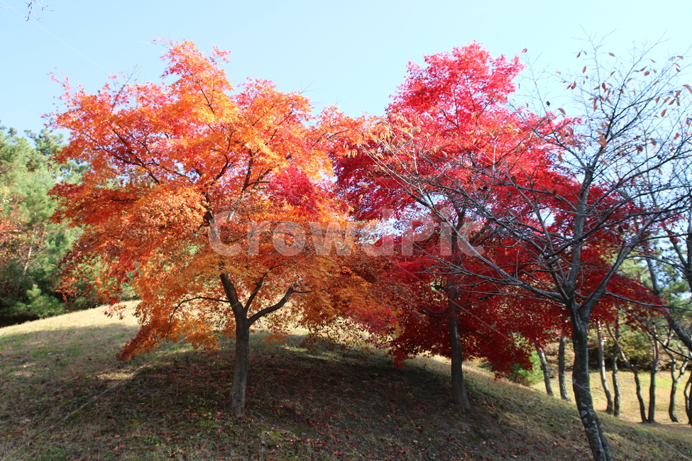 단풍,나무,자연,가을,정경,풍경,가을,계절,fall,autumn,season,식물,자연,plants,nature,나무,trees,wood,tree,plant,maple