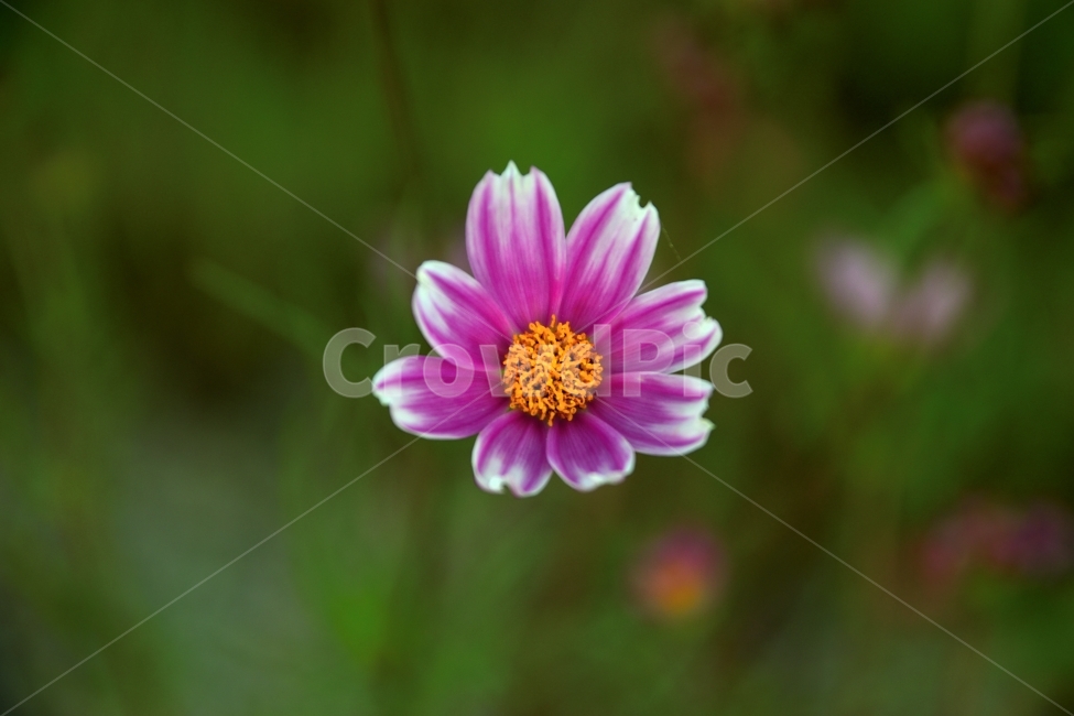 식물,꽃,가을,코스모스,분홍,가을,계절,fall,autumn,season,식물,자연,plants,nature,꽃,flower,plant