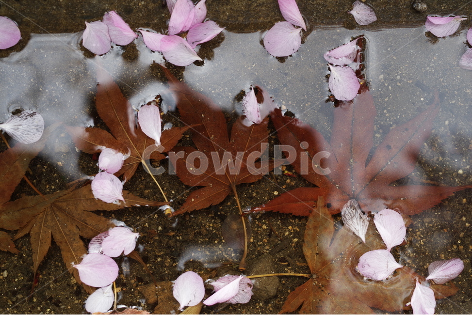 봄,벚꽃,봄꽃,자연,꽃잎,nature,beauty,beautiful,cherryblossom,spring,season,springflower,petal,sakura,night,bulb,light,background,감성,배경화면,바탕화면,계절,flower,봄,계절,spring,season,꽃,flower,plant,식물,leaf,잎,blossom