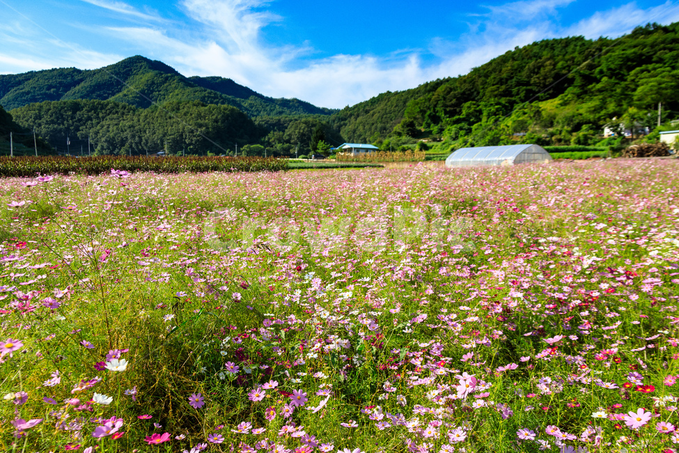 코스모스,꽃,가을,꽃잎,잎,식물,자연,풍경,nature,landscape,outdoors,옥외,grassland,목초지,field,들,farm,농장,rural,농촌,meadow,plant
