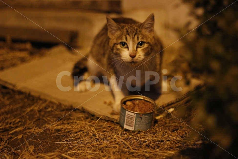 고양이,반려동물,유기묘,길냥이,애완동물,cat,pet,kitten,아기고양이,코숏,코리안숏헤어,동물,animal,캣맘,캣대디,동물,animal,고양이,cat,kitten,kitty,포유류,mammal